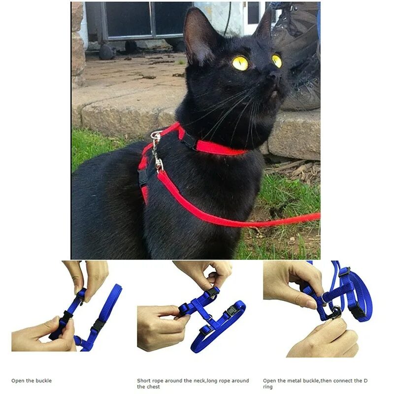 Кот в упряжке. Как правильно надеть поводок на кошку. Как правильно надеть шлейку на кошку. Поводок для кошек. Сборка шлейки для кошки.