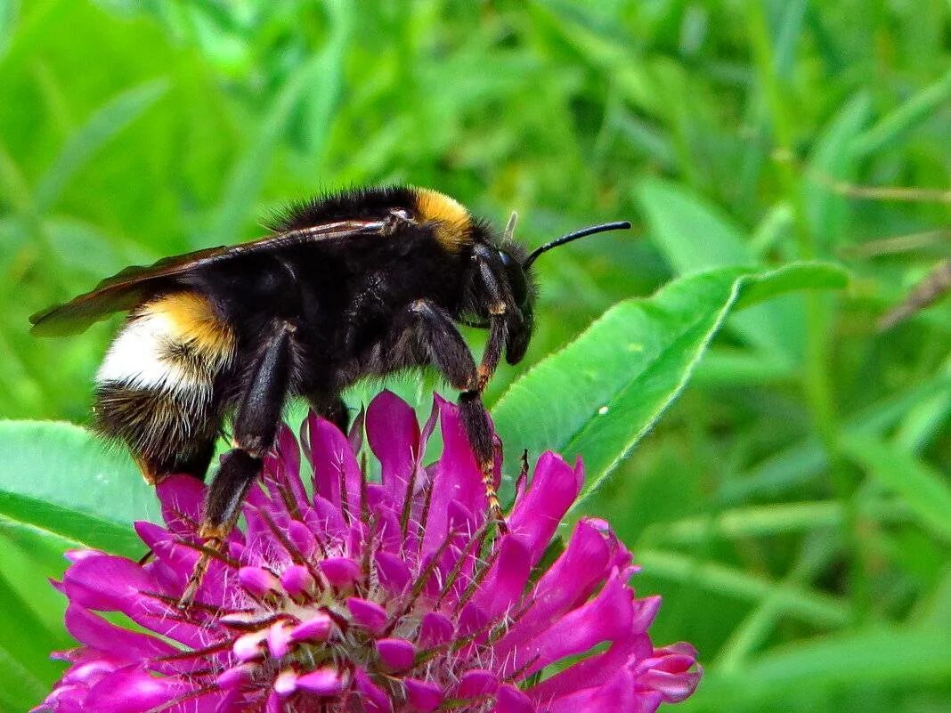 Шмель Земляной Bombus terrestris. Bombus Bombus Шмель. Шмель Земляной шмелеводство. Bombus hypnorum.