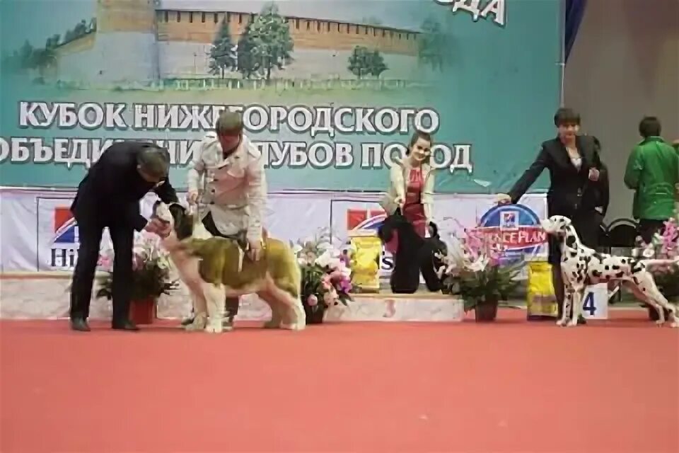 Кубок юного чемпиона России выставка собак.