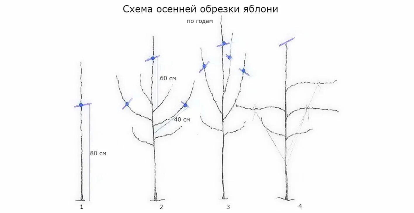 Нужно ли обрезать яблоню. Схема обрезки саженцев яблони весной. Подрезка яблонь весной схема. Обрезка яблони по годам схема. Схема обрезки яблони весной.