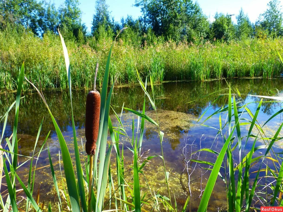 Камыш водоем. Камыш рогоз Осока. Болотная трава рогоз. Рогоз широколистный. Рогоз широколистный и камыш.