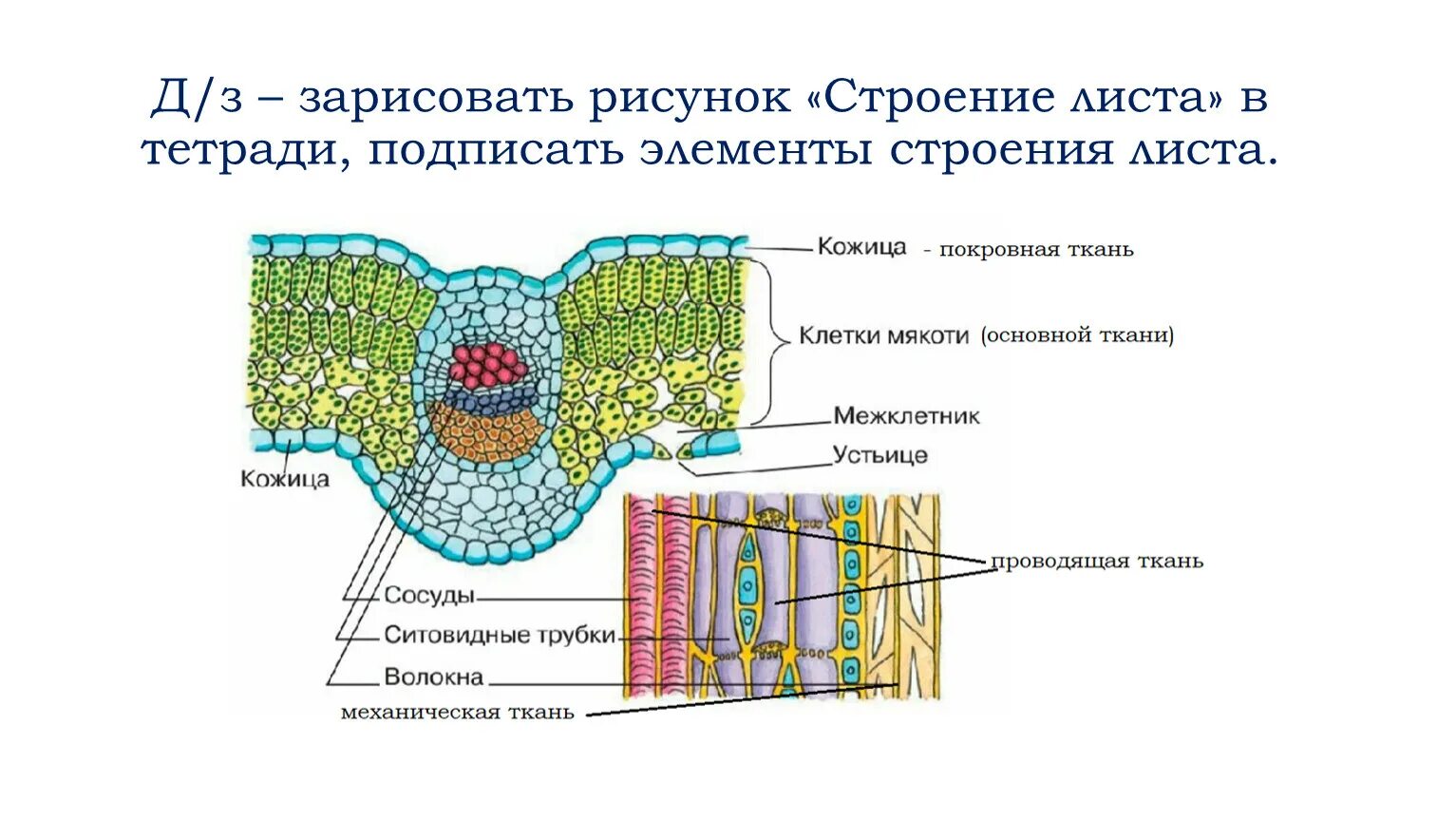 Ткани растений поперечный срез листа. Внутреннее строение листа ткани. Поперечное сечение листа растения основная ткань. Поперечное сечение листа основная ткань.