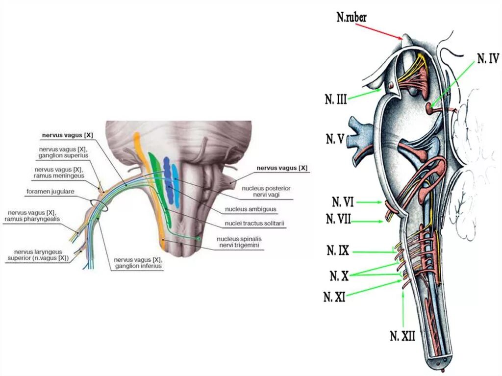Нервные узлы черепных нервов. Ядра черепных нервов в стволе мозга схема. 10 Пара черепных нервов схема. Схема 9 пары черепных нервов. Ядра nervus Vagus.