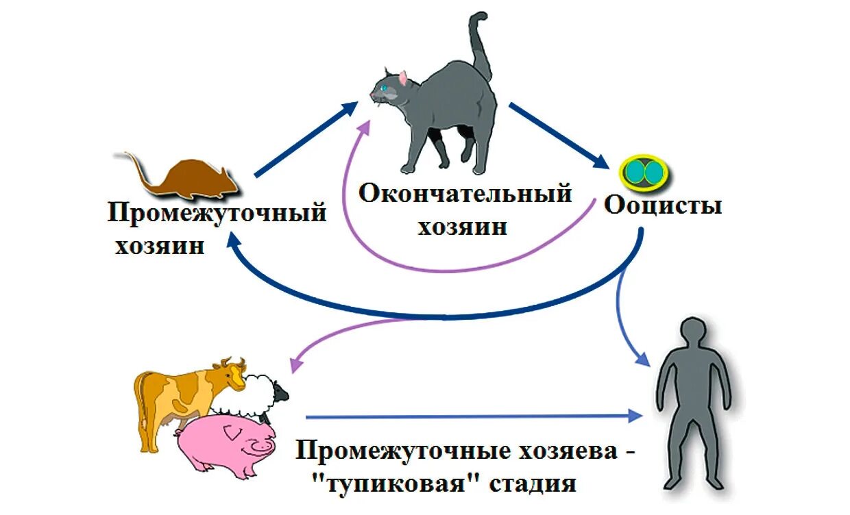 Промежуточный и основной хозяин человек. Жизненный цикл токсоплазмы гондии схема. Схема жизненного цикла развития токсоплазмы. Токсоплазмоз основной и промежуточный хозяин. Токсоплазмоз цикл развития.