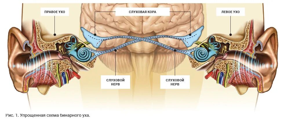 Слуховые стимулы. Механизм бинаурального слуха физиология. Упрощенная схема бинаурального слуха. Нарушение бинаурального слуха. Звукопроведение в ухе.