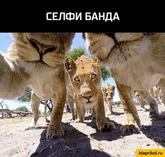 Видимо да выйдет