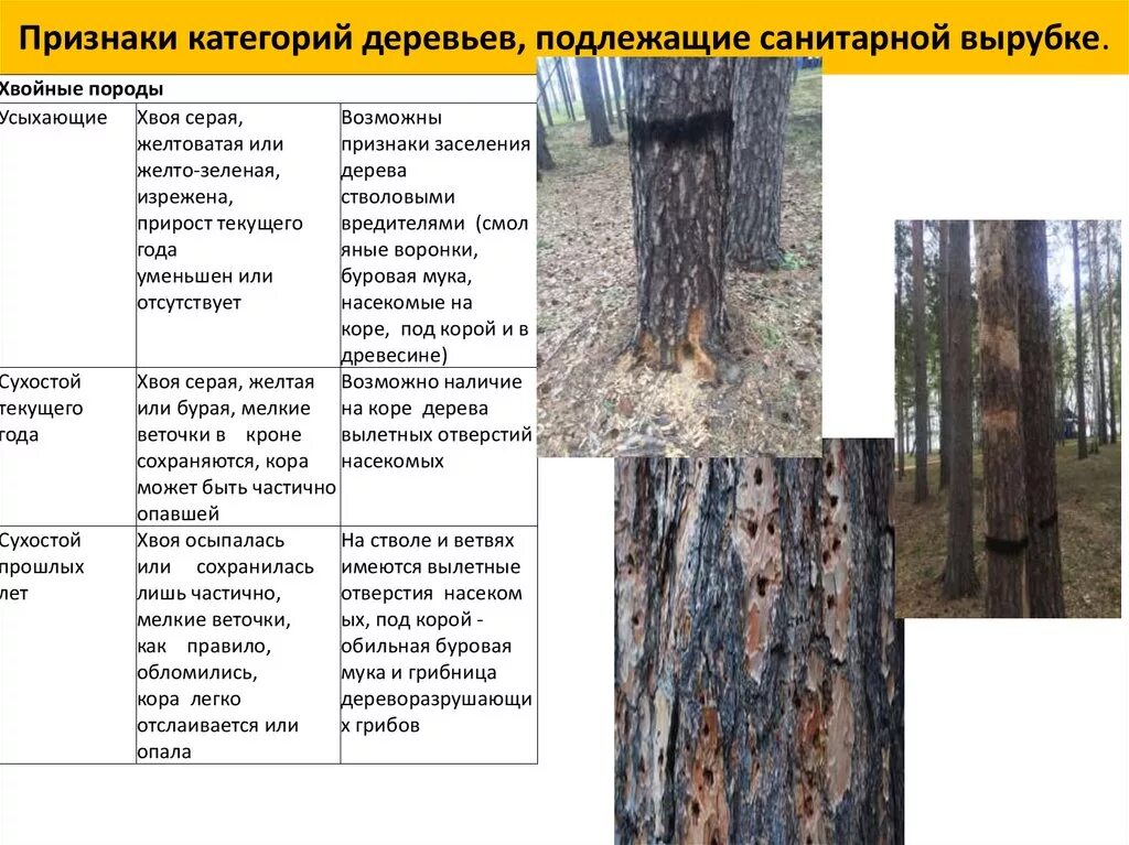 Из какого материала стали или дерева следует. Признаки деревьев. Повреждения деревьев виды. Признаки аварийности дерева.