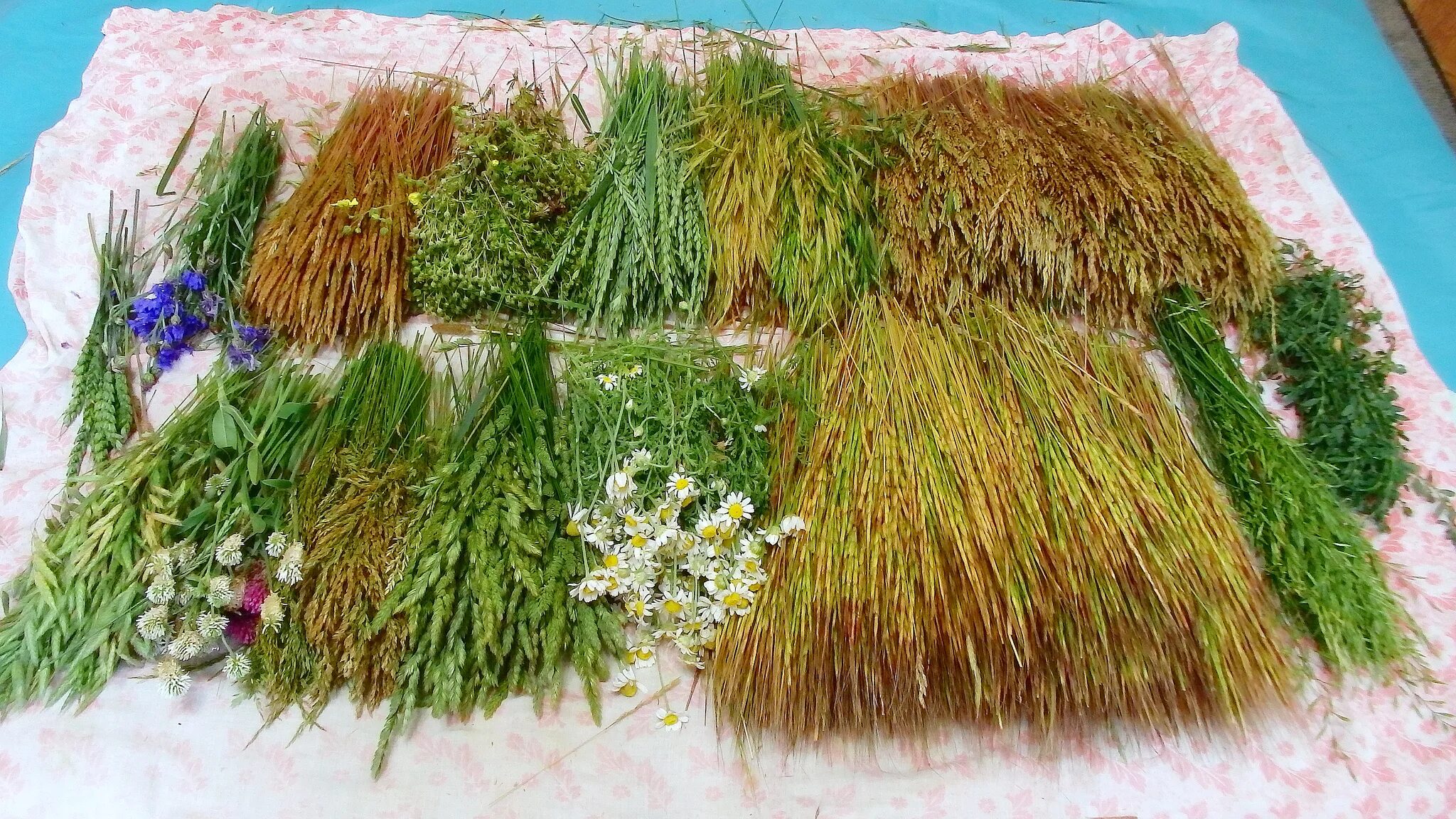 Какую траву можно попугаям