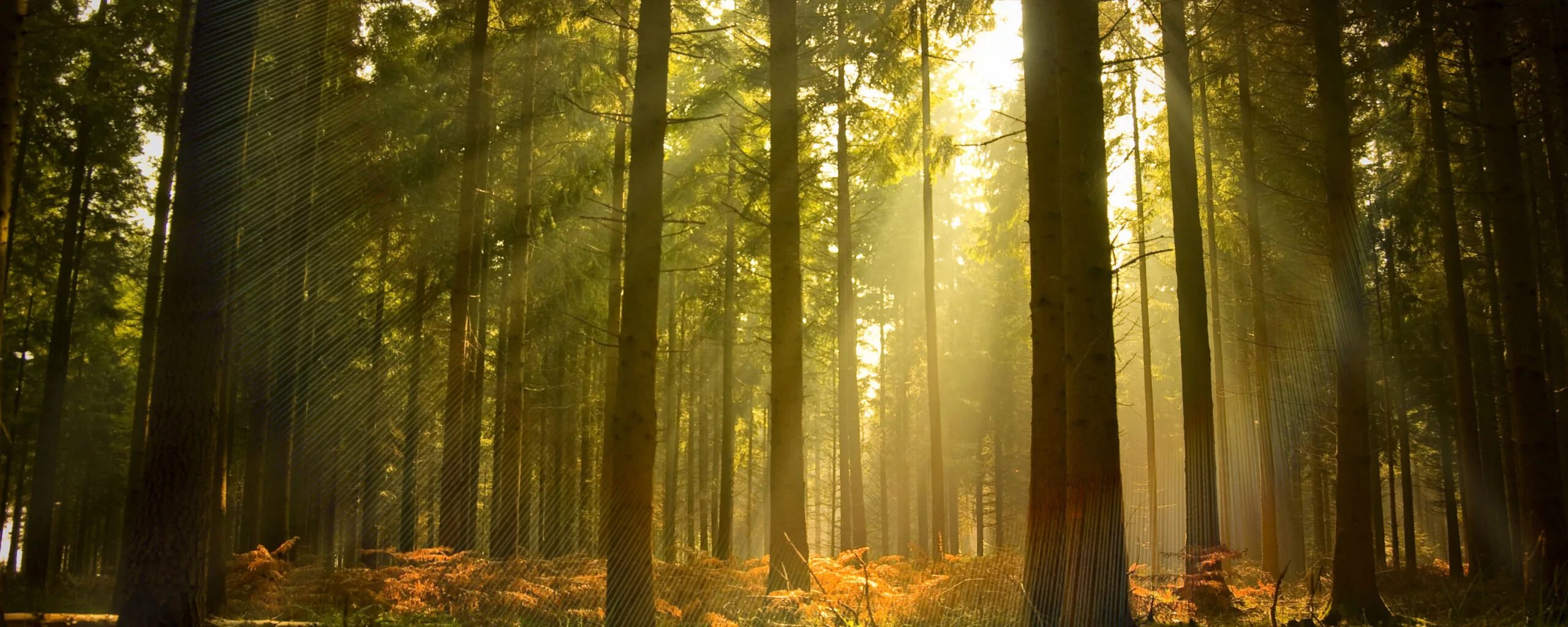 Возрождение леса. Осень. Лесное хозяйство картинки. Virgin Forest.