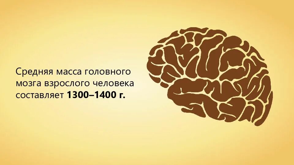 Мозг весит. Масса головного мозга. Вес мозга. Масса человеческого мозга. Средняя масса мозга.