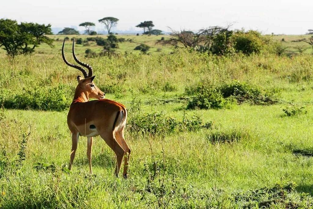 Антилопа южной африки 5. Национальный парк Серенгети Танзания. Национальный парк Танзании Серенгети животные. Национальный парк Серенгети национальные парки Танзании. Национальный парк Найроби Кения.
