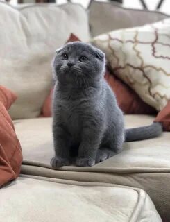 Фотографии шотландской вислоухой кошки