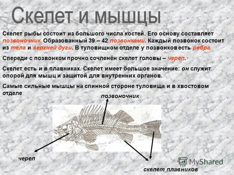 Скелет рыбы состоит из. Отделы скелета рыбы. основу внутреннего скелета рыбы составляют. скелет рыб состоит из отделов.