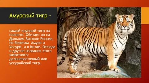 Книга амурский