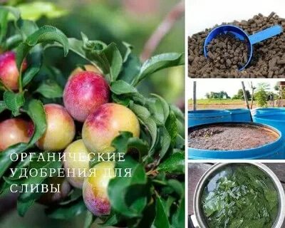 Чем удобрить сливу осенью