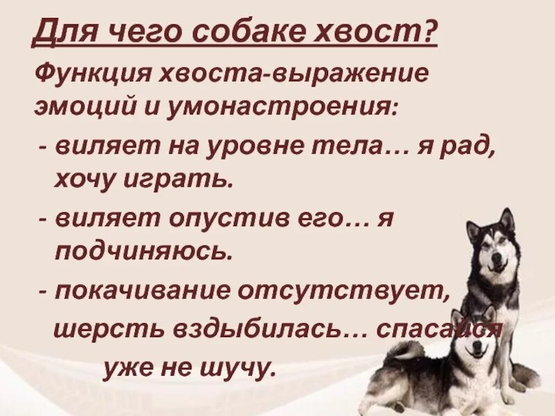 Что значит выражение собака. Хвост виляет собакой. Хвост виляет собакой выражение. Для чего собаке хвост. Что означает когда собака виляет хвостом.