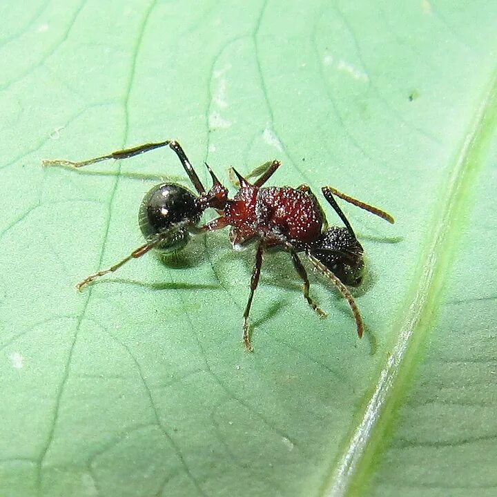 Название армейского муравья. Polyrhachis lamellidens. Полирахис тринакс. Тауматомирмакс Атрокс муравей. Муравей биколор.