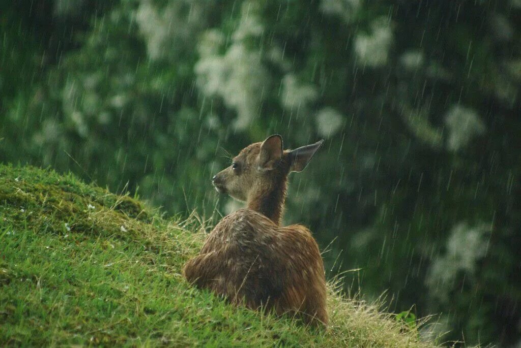 Rain animals. Животные в лету в дождь. Лес дождь животные. Животное под дождем. Ливень животные.