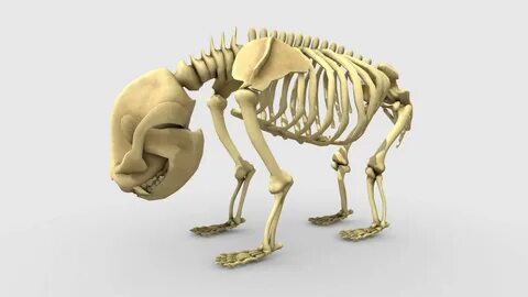 Giant Panda Skeleton - Buy Royalty Free 3D model by Dex Jones.