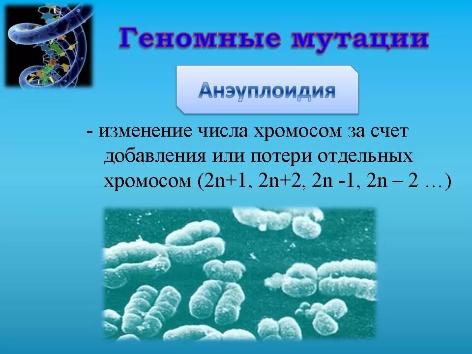 Изменение числа отдельных хромосом. Изменение числа хромосом. Изменение числа хромосом это мутация. Изменение количества отдельных хромосом. Мутационная теория презентация.