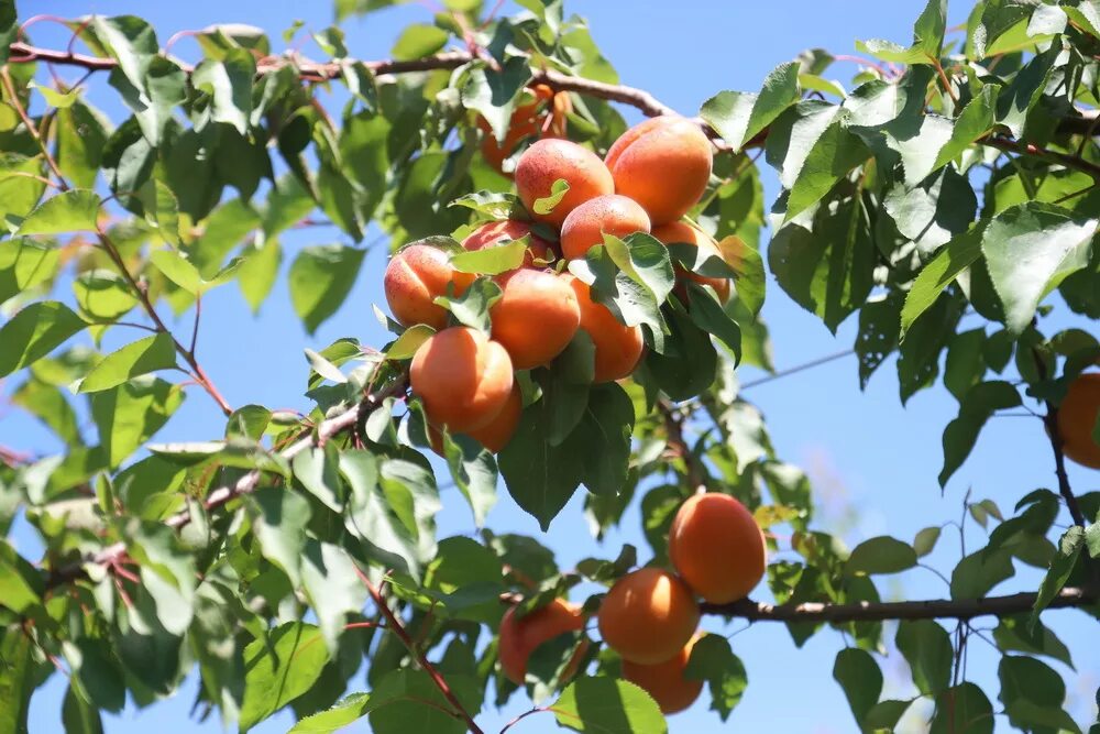 сады краснодарского края. сады кубани краснодарский край. кубанская груша. фермерское хозяйство «сады рыжевских» краснодарский край. поздняя груша сорта кубань.