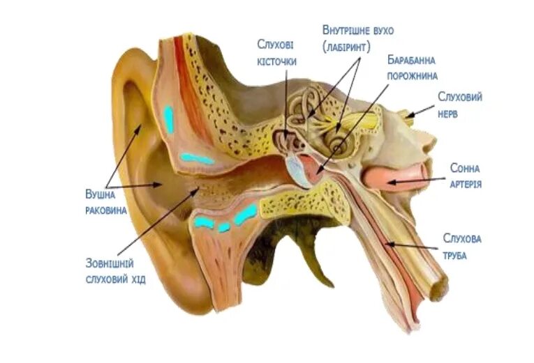 В среднем ухе расположены органы. Ухо человека барабанная перепонка. Звуковоспринимающий аппарат органа слуха анатомия. Звукопроводящий аппарат уха. Звуковоспринимающий аппарат внутреннего уха.