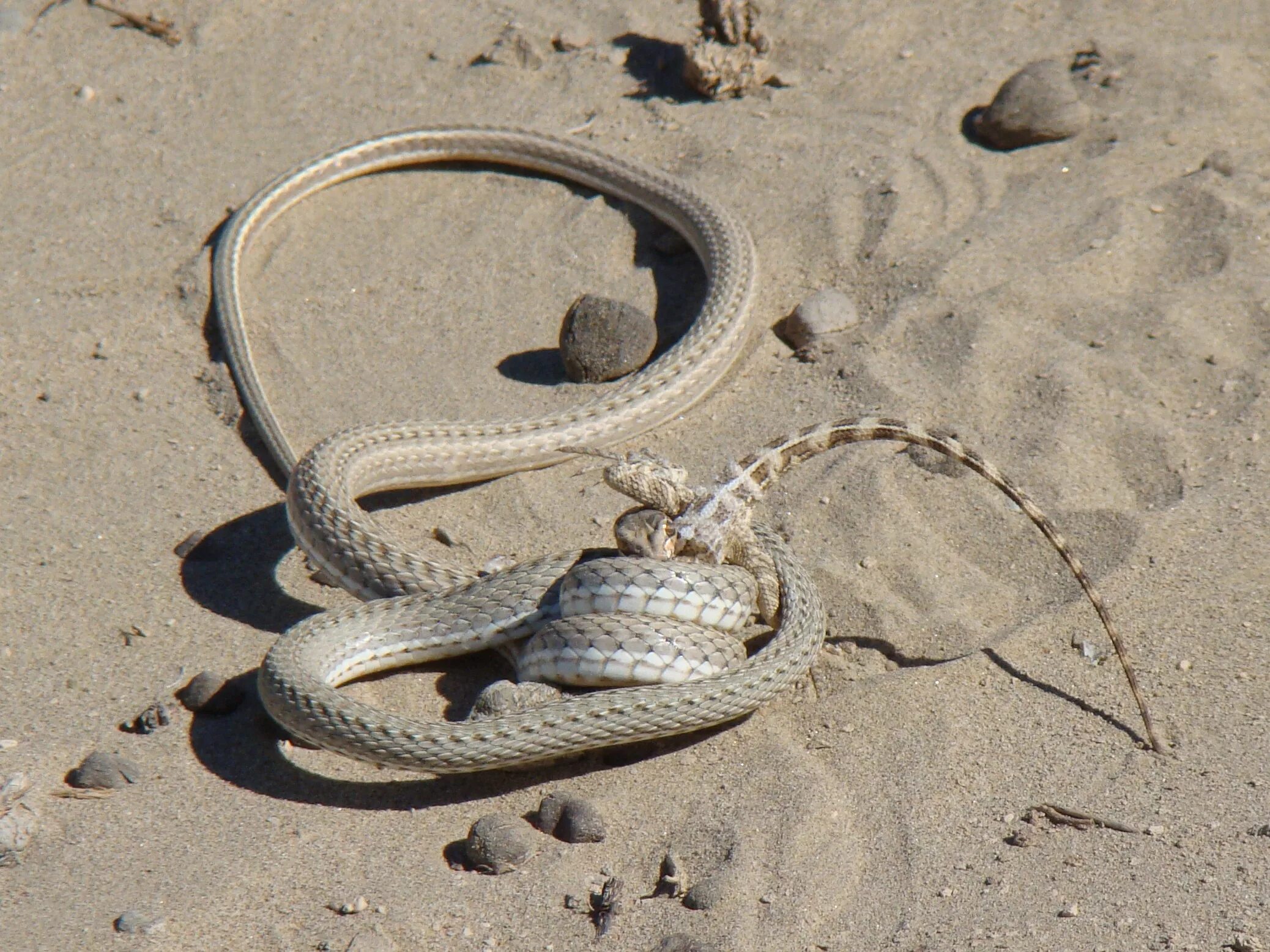 Стрела-змея (Psammophis lineolatus). Змея стрела в Казахстане. Змея стрелка Туркменистана. Змея стрела Кавказская.