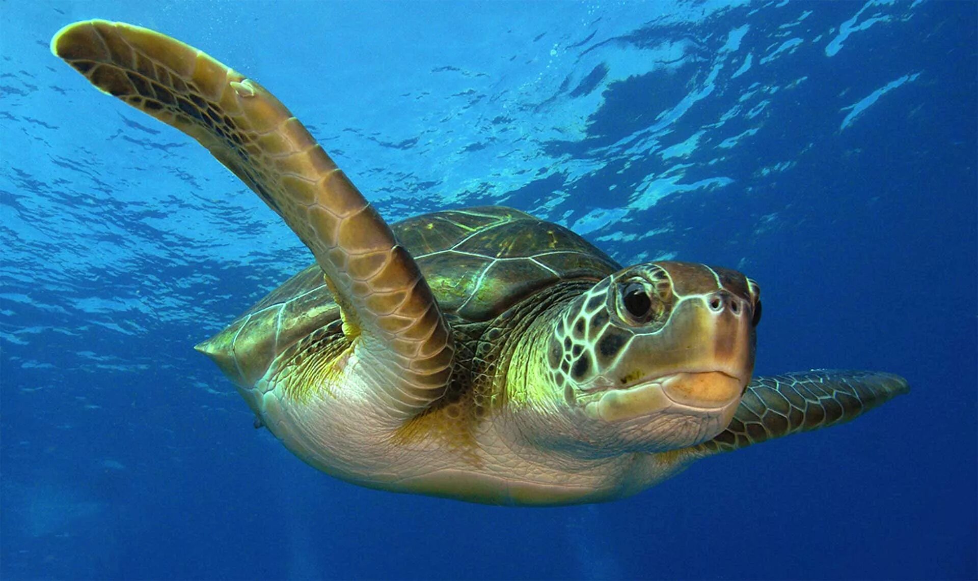 Таймырский заповедник дикий северный олень. Морж (атлантический п/вид). Местных обитателей. Ядовитая лягушка листолаз. Озеро балхаш обитатели.