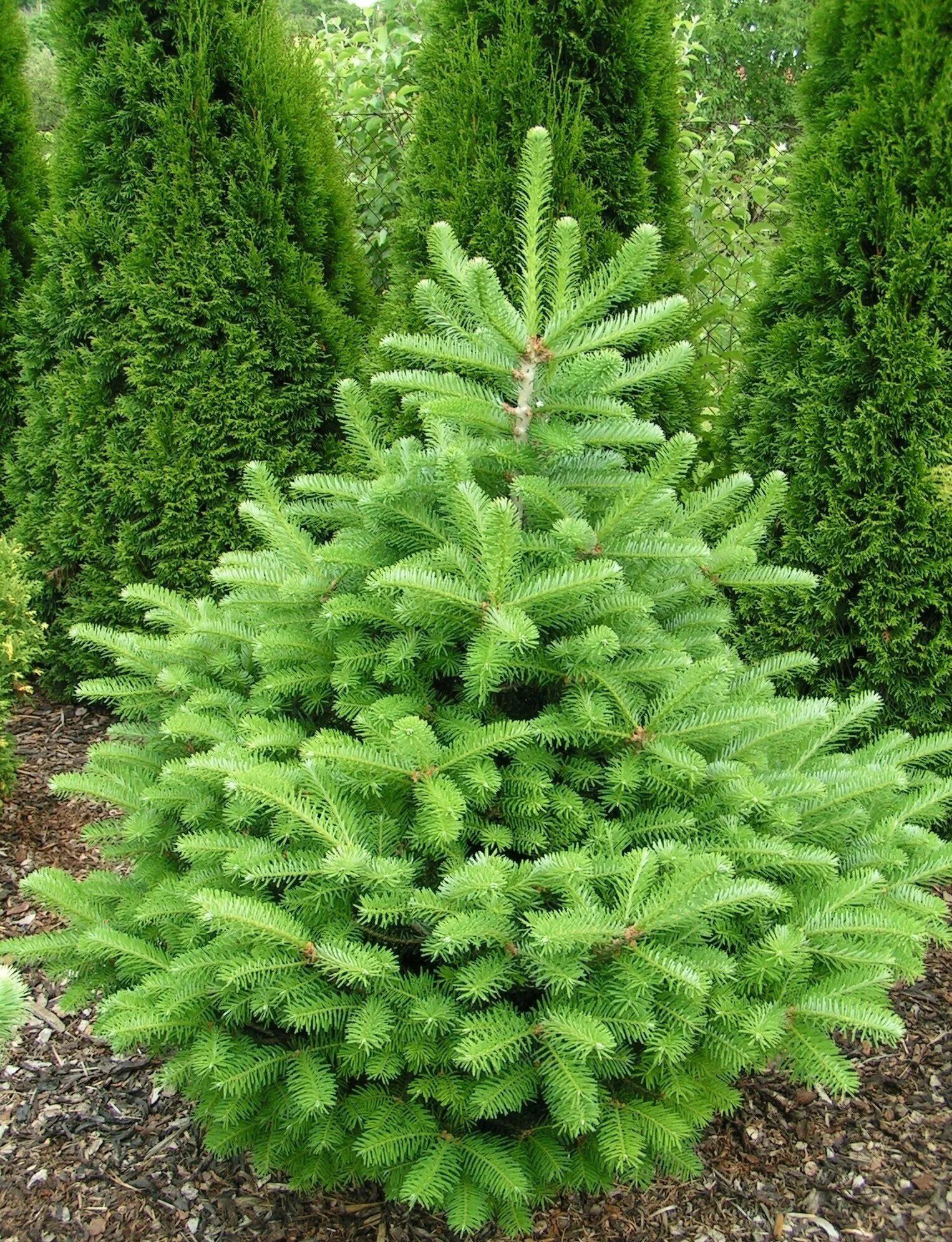 Ель фото и описание. Abies koreocarpa Diskus. Пихта Кавказская Нордмана. Пихта Abies Koreana Discus. Пихта корейская Нордманниана.