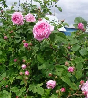 This rose