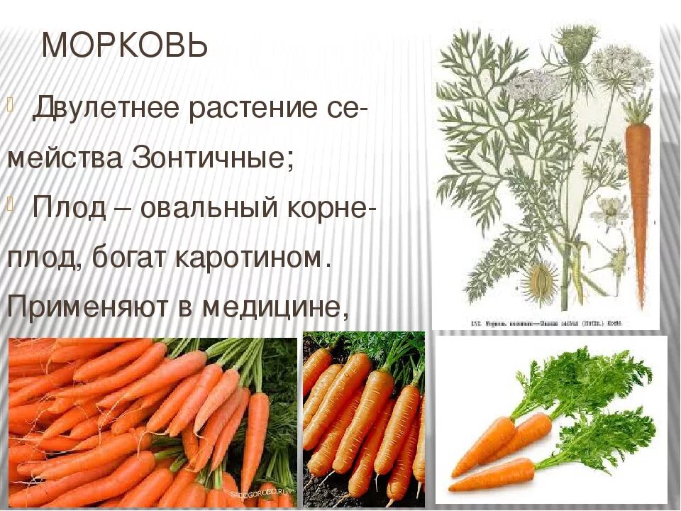 К растениям длинного дня относится морковь