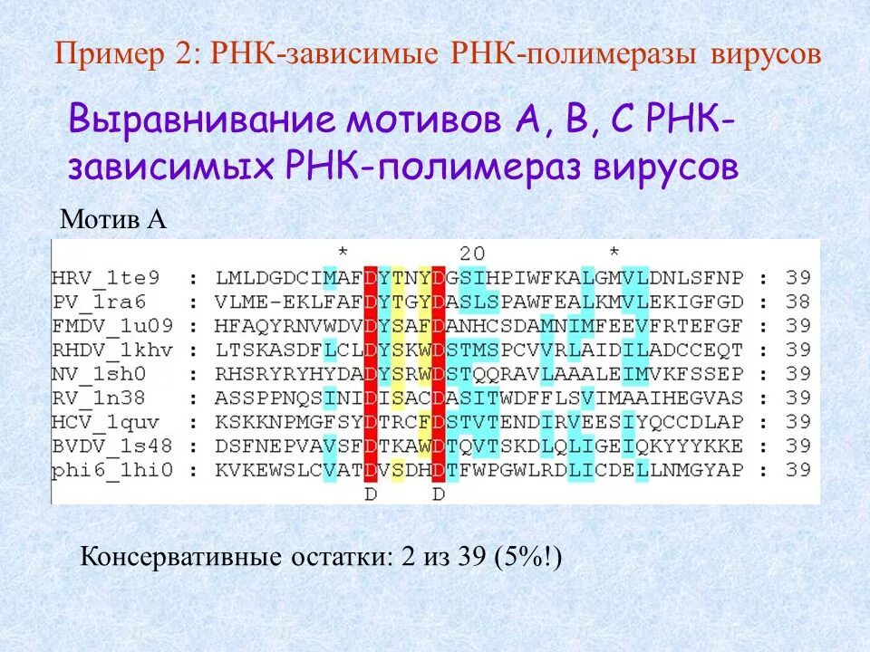 Примеры рнк. РНК зависимая РНК полимераза. ДНК зависимые РНК полимеразы. ДНК-зависимая РНК-полимераза. Выравнивание последовательностей пример.