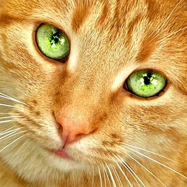 Фото рыжего кота с зелеными глазами My Butterfly Dreams in Pink Orange cats, Cute cats photos, Cats and kittens