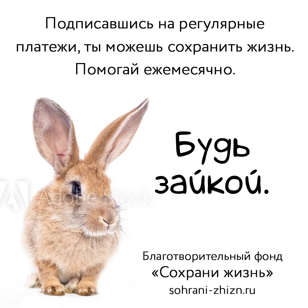 Стихотворение про зайчика. Стих про зайку для детей. Ты станешь старшим братом. Слово заяц. Как будет вас зайчик написал.