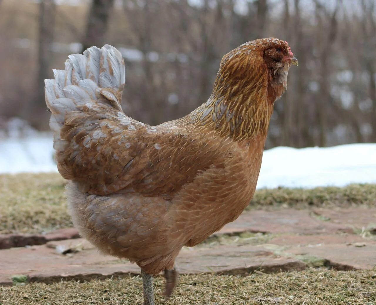 Порода курей которые несут. Куры араукана. Араукана белая. Араукана порода. Араукана порода кур яйца.