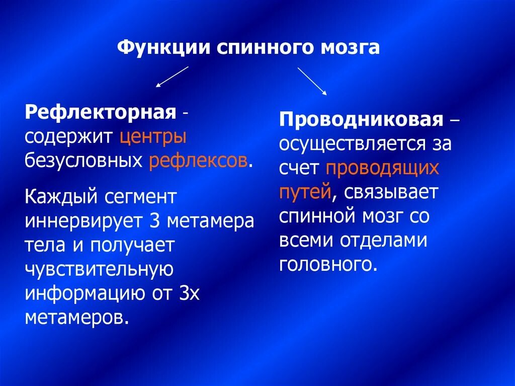 Рефлекторная и проводниковая функции спинного мозга. Рефлекторная и проводниковая функции. Функции спинного мозга. Рефлекторная функция спинного мозга. Вещество спинного мозга выполняющие проводниковую функцию