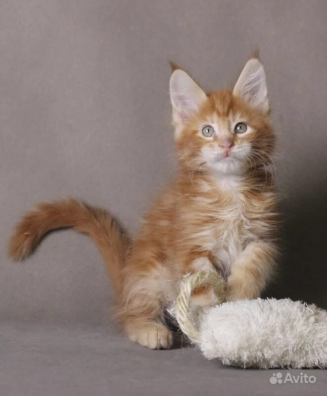 мейн кун 2. мейн кун 2. котята мейн кун 2 мес. котята мейн-куна в 2 месяца. мейн кун 2 месяца.