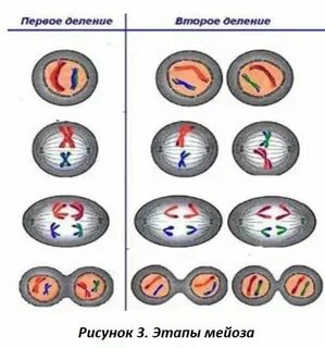 Установите последовательность стадий мейоза