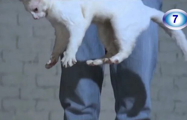 Кошка приземляется на 4 лапы. Кошка упирается лапами. котёнок упирает на передние лапы. кошка приземляется на лапы.