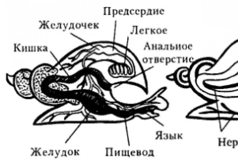 Улитка подписи. Пищеварительная система прудовика обыкновенного. Внутреннее строение большого прудовика. Внутреннее строение брюхоногих моллюсков прудовик. Строение прудовика обыкновенного.