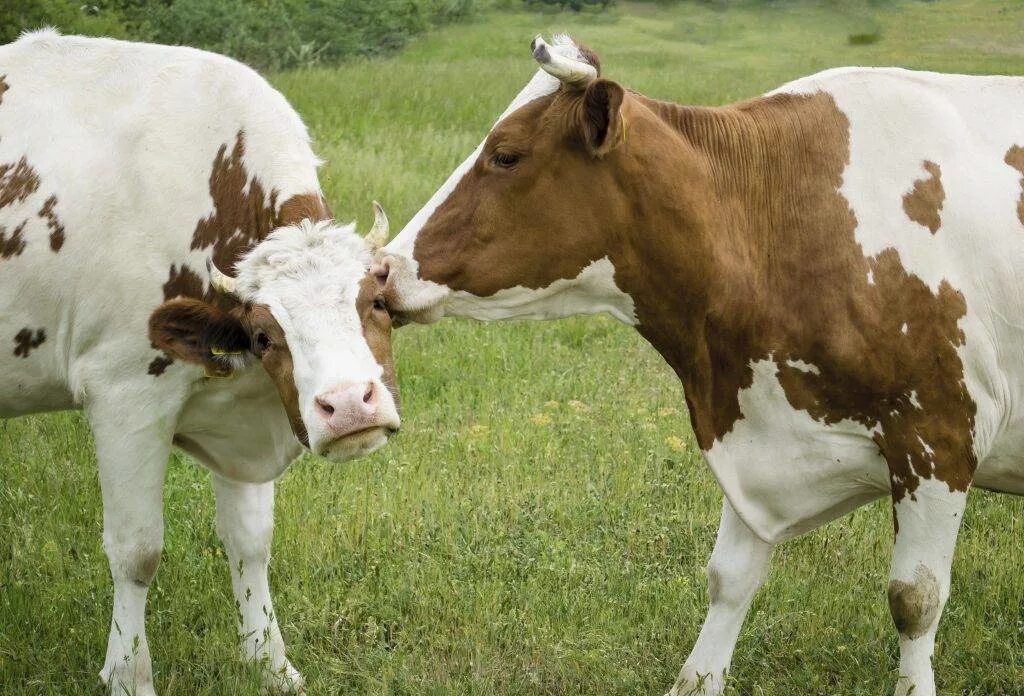 Корова и бык. Крупно-рогатый скот. Яловая корова.