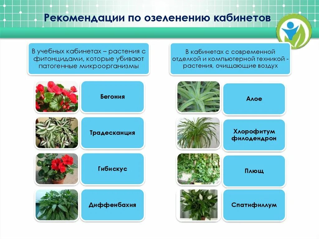 Государственных учреждениях растение. Школьный кабинет с растениями. Растения в школе. Растения рекомендуемые в Озеленение кабинета. Рекомендации Озеленение кабинетов в школе.