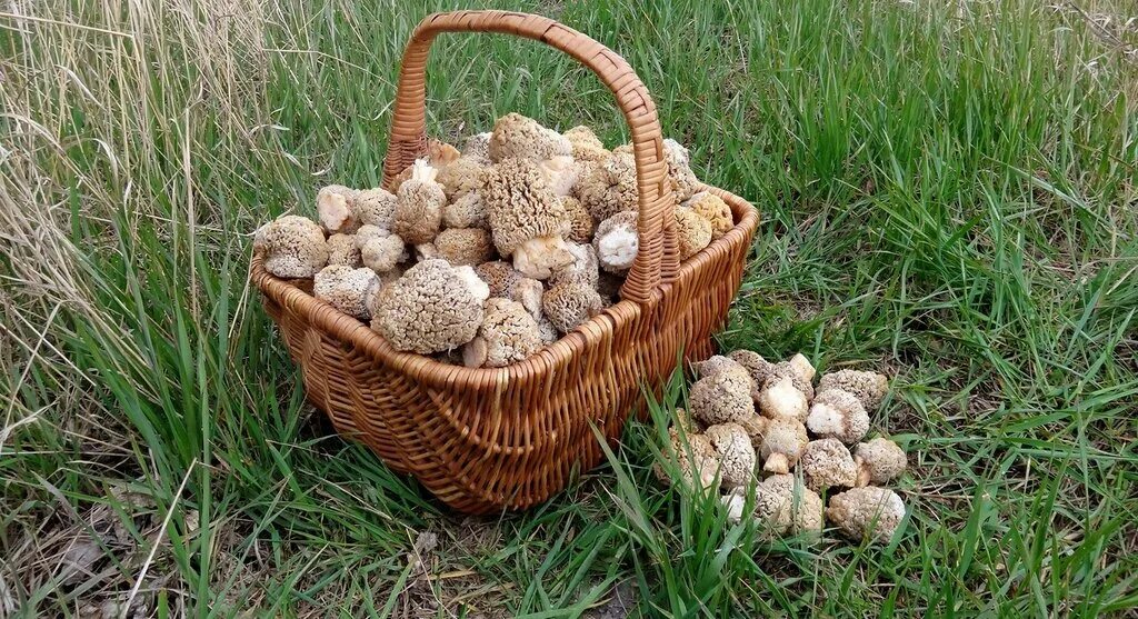Грибы курган. Ростовские грибники. Ростовские грибники. С едобные грибы в лесопалосе. Ростовские грибники.