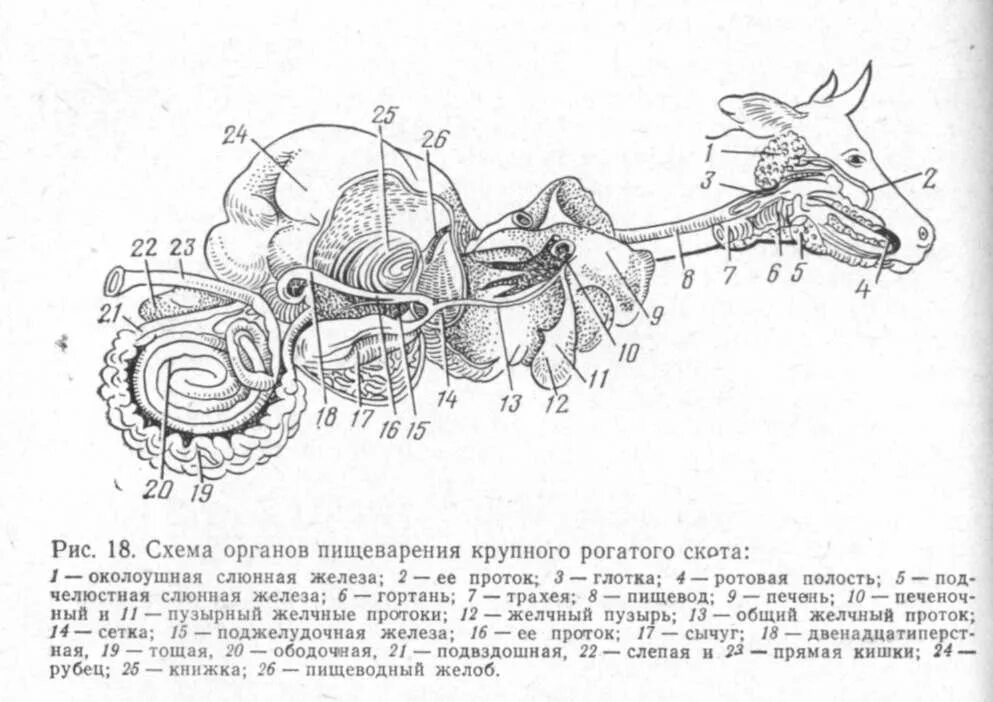 Внутренние органы коровы. Анатомия пищеварительной системы крс. пищеварительная система теленка схема. строение пищеварительной системы коровы схема. пищеварительная система коровы анатомия.