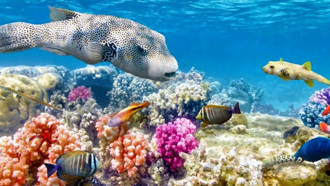 Скачать обои море, океан, рыба, под водой, underwater, sea, ocean, fish, раздел 