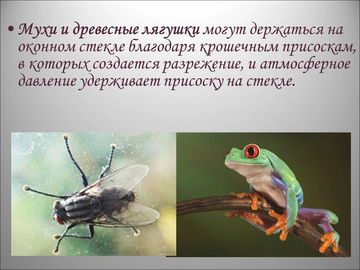 Мушки при давлении
