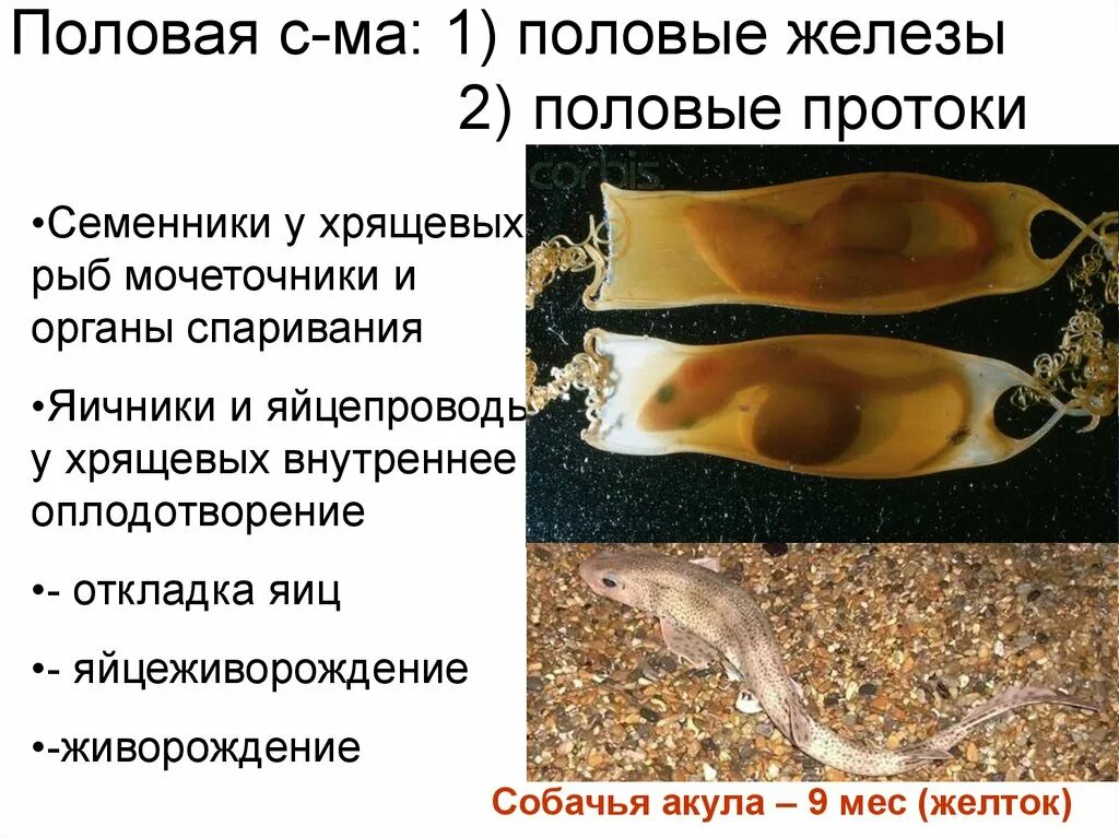 Способ оплодотворения хрящевых рыб. Способ размножения хрящевых. Внутреннее строение рыб половая система. Яйца хрящевых рыб. Половая система акул.