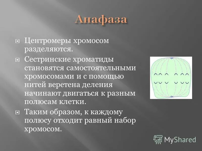 центромеры разделяются. хроматиды становятся хромосомами. хроматиды становятся самостоятельными хромосомами в какой фазе. хроматиды становятся самостоятельными хромосомами в какой фазе. фаза расхождения хромосом к полюсам клетки.
