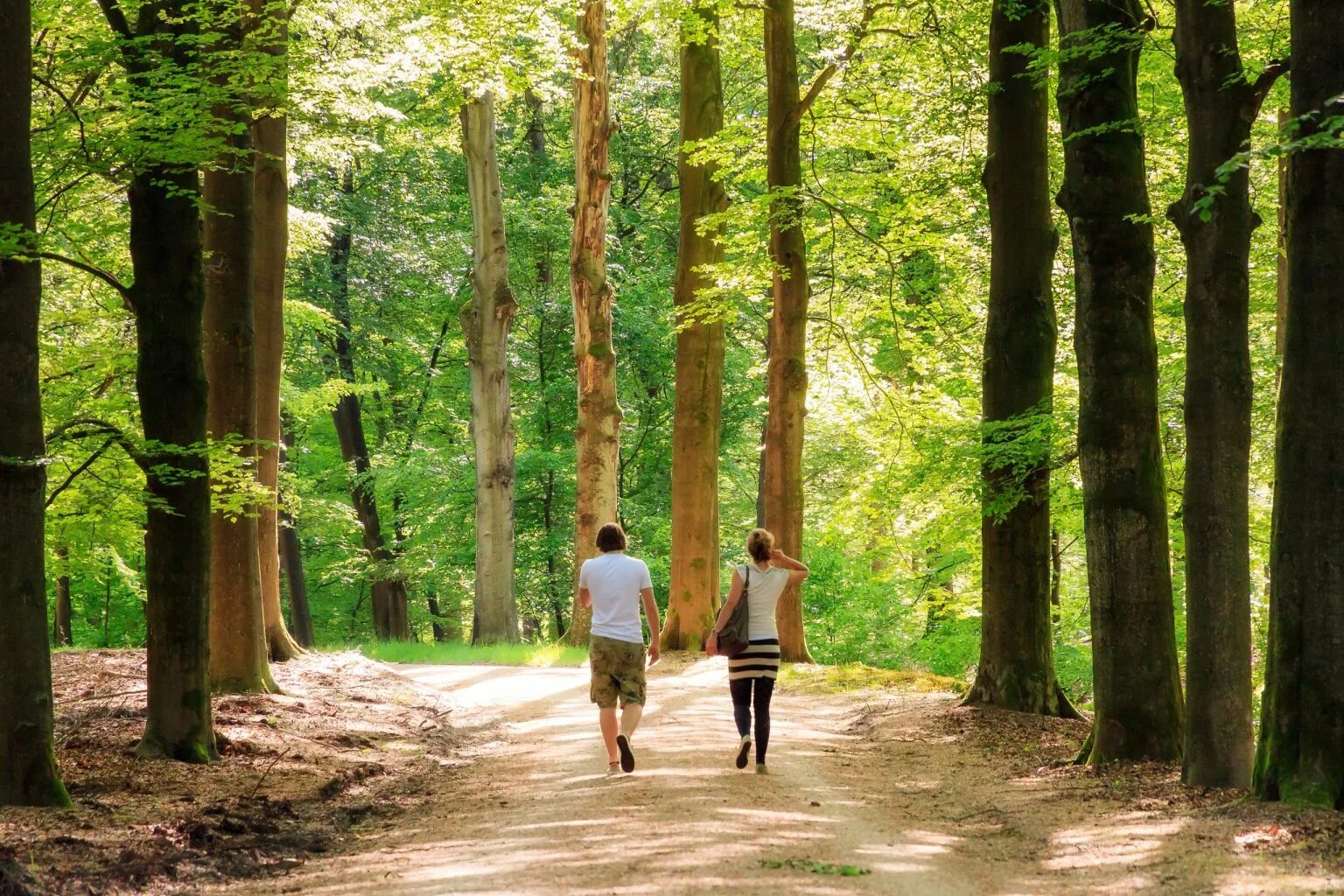 Are you going for a walk. Прогулка в лесу. прогулка в лесу картинки. на прогулке в зелёном лесу. go for a walk in the park.