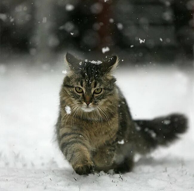 Кот ушел из дома весной. Кот зимой. Кот в снегу. Кот и первый снег. Котенок в снегу.